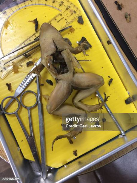 dissecting a frog in a biology class - frog dissection stock pictures, royalty-free photos & images