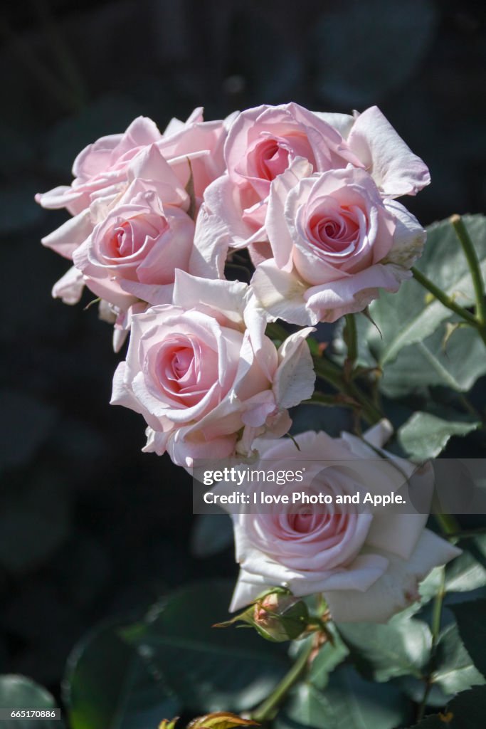 Spring Roses Photo - Getty Images