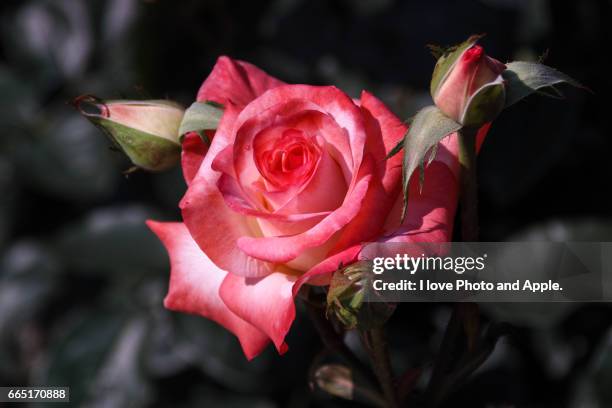 spring roses - バラ - fotografias e filmes do acervo
