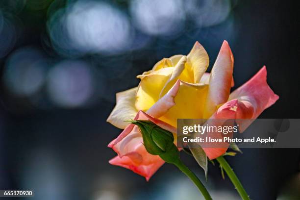 spring roses - 魅力的 stock pictures, royalty-free photos & images