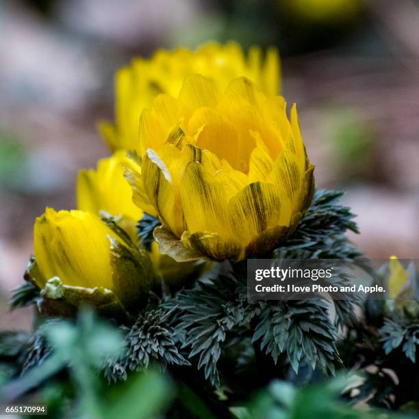 adonis - スクエア fotografías e imágenes de stock