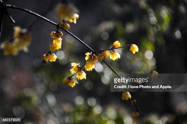 wintersweet - 芳香 stock pictures, royalty-free photos & images