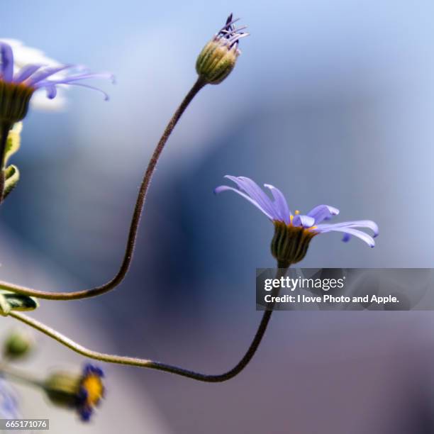 blue daisy - デフォーカス photos et images de collection