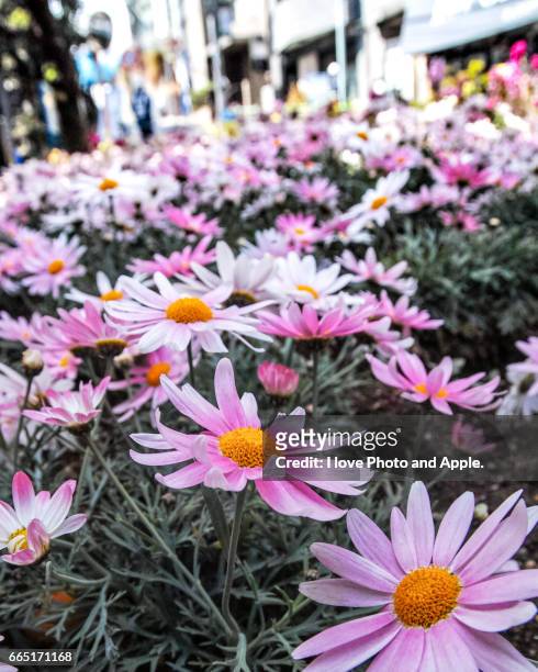 street flowers - キク科 stock pictures, royalty-free photos & images
