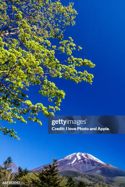 green leaves at fuji 5th station - 静岡県 stockfoto's en -beelden