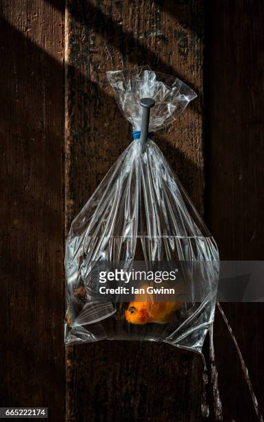 goldfish in the bag - ian gwinn stock pictures, royalty-free photos & images