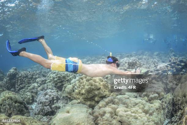 man gratis duiken, na een school van vissen met zijn camera - snorkel reef stockfoto's en -beelden