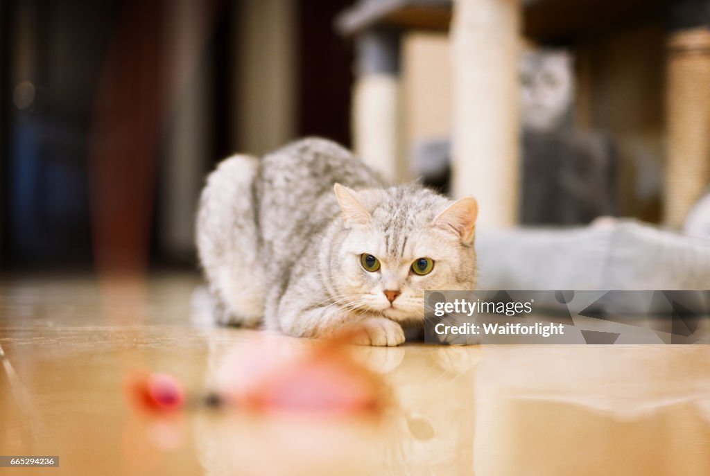 Gray-white tabby cat plays with a cat feather toy