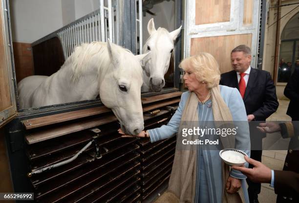 Camilla, Duchess of Cornwall views the horses during her visit to the Spanish Riding School in Vienna during the second day of her visit to Austria,...