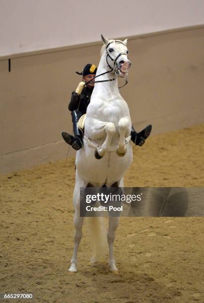 Horse and rider perform for the Camilla, Duchess of Cornwall during her visit to the Spanish Riding School in Vienna during the second day of her...