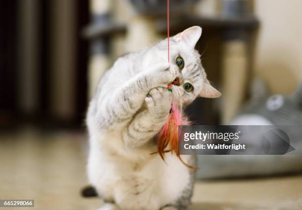 gray-white tabby cat plays with a cat feather toy - cat toy stock pictures, royalty-free photos & images
