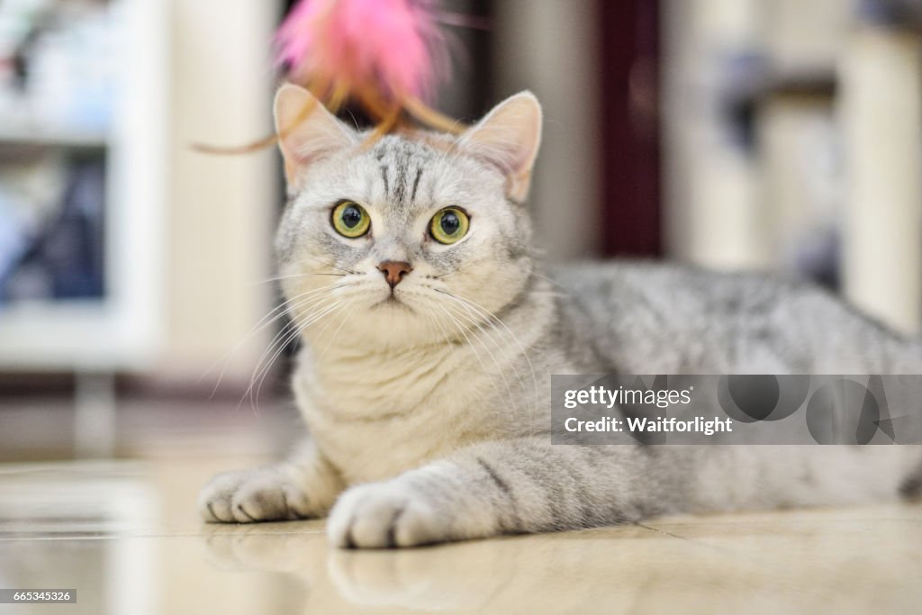 Gray-white tabby cat plays with a cat feather toy