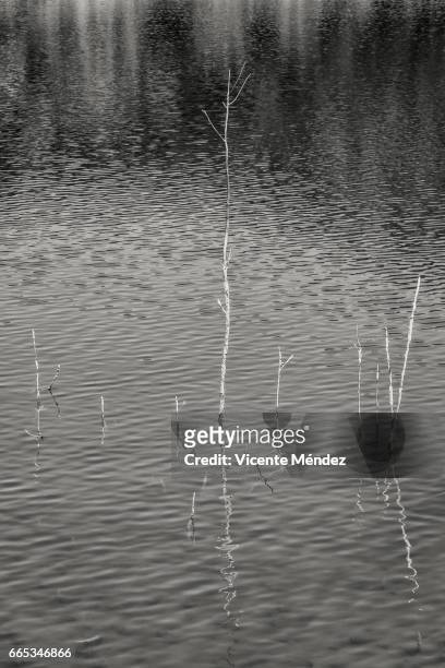 sticks in the lagoon - imagen minimalista stock-fotos und bilder