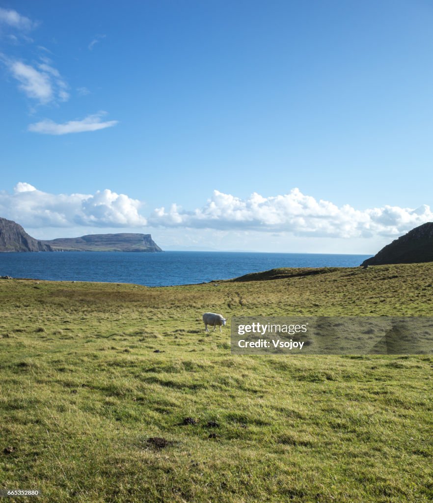 A sheep at the Coastline, Glendale, Isle of Skye, Scotland