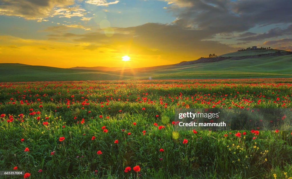 Landschaft mit Mohnblumen in der Toskana, Italien bei Sonnenuntergang