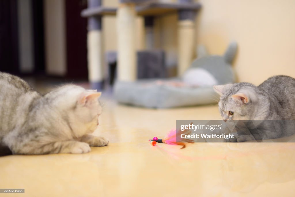 Two gray-white tabby cats play with a cat feather toy