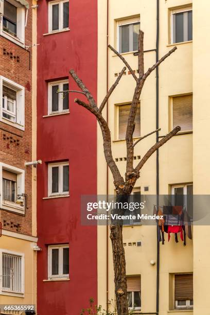 pruned tree in a courtyard - barriada stock-fotos und bilder