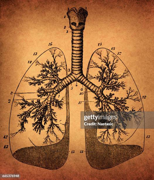 ilustraciones, imágenes clip art, dibujos animados e iconos de stock de anatomía de los pulmones humanos - breathing exercise