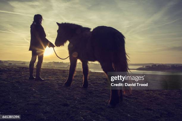 woman with icelandic pony - hillerød stock pictures, royalty-free photos & images