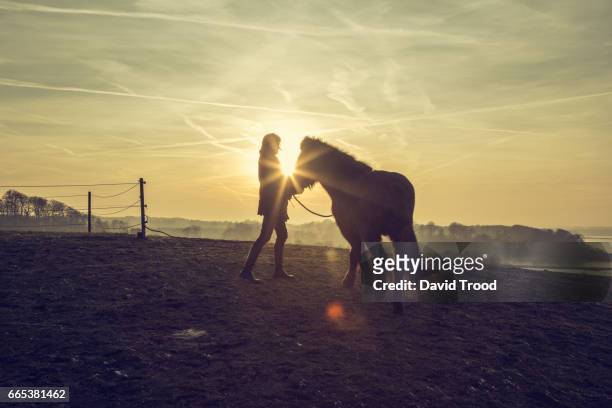 woman with icelandic pony - hillerød stock pictures, royalty-free photos & images