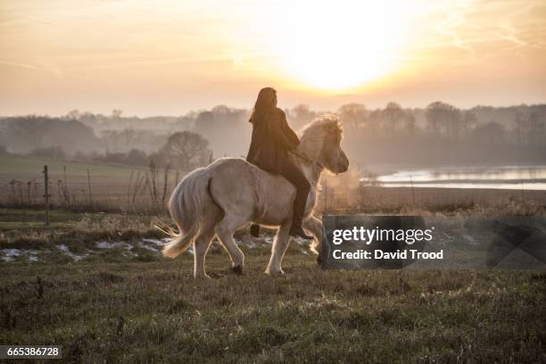 woman riding her icelandic pony - hillerød stock pictures, royalty-free photos & images