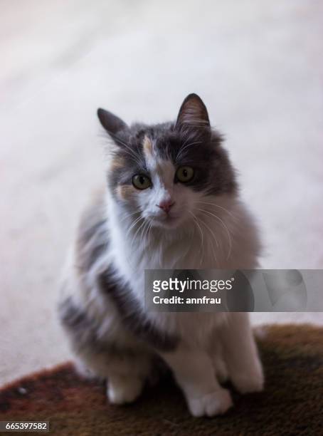 calico kitty - annfrau stock pictures, royalty-free photos & images