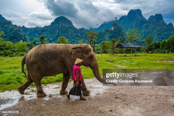 washing the elephants at  khao sok national park - tailandia stock pictures, royalty-free photos & images