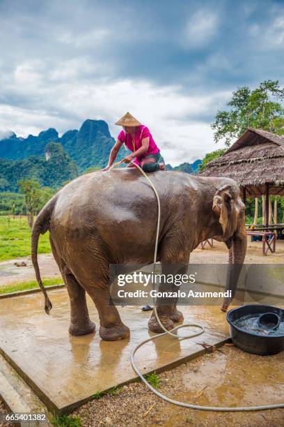 washing the elephants at  khao sok national park - tailandia stock-fotos und bilder