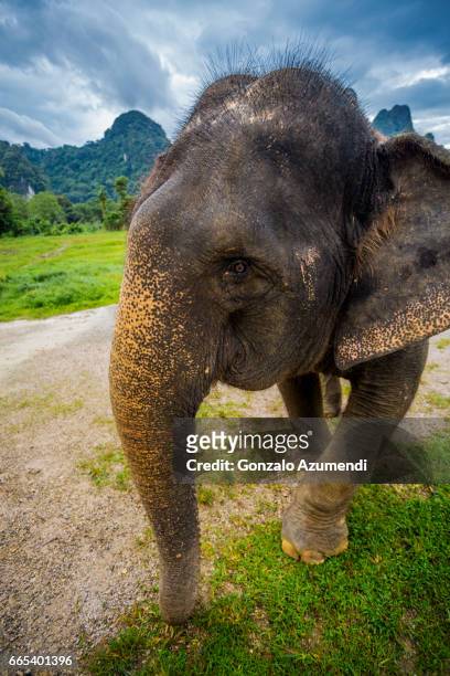 washing the elephants at  khao sok national park - tailandia stock-fotos und bilder