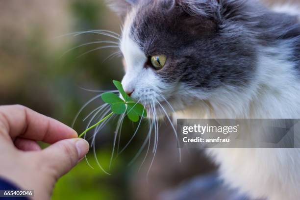 calico kitty - annfrau stock pictures, royalty-free photos & images