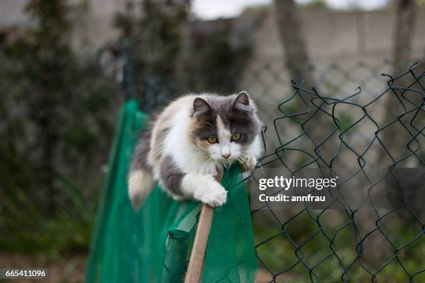 calico kitty - gatto domestico stockfoto's en -beelden