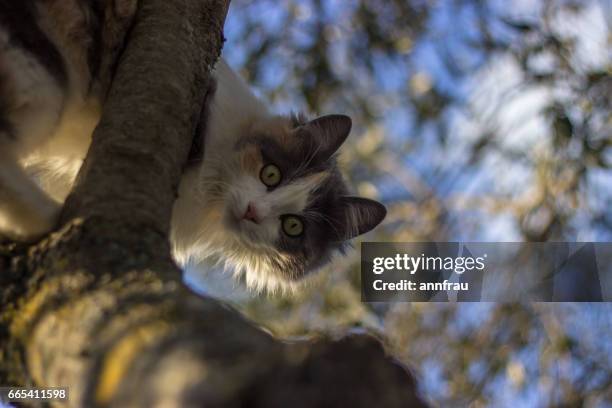 calico kitty - annfrau stock pictures, royalty-free photos & images