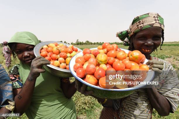 Returnee women, who had fled from Boko Haram Islamists, carry basinfuls of tomatoes harvested from Food and Agriculture Organisation -supported farms...