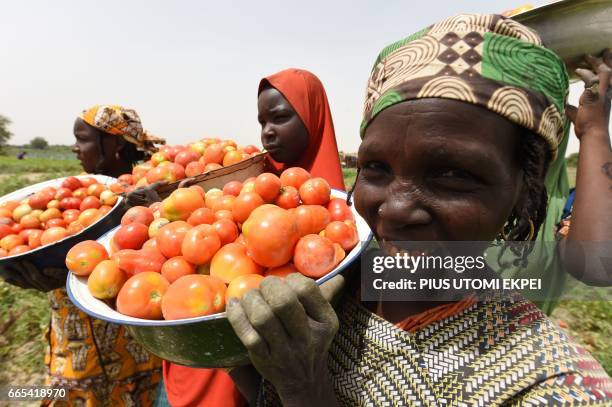 Returnee women, who had fled from Boko Haram Islamists, carry basinfuls of tomatoes harvested from Food and Agriculture Organisation -supported farms...