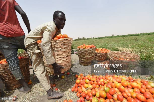 Returnees, who had fled from Boko Haram Islamists, carry basketfuls of tomatoes harvested from Food and Agriculture Organisation -supported farms at...