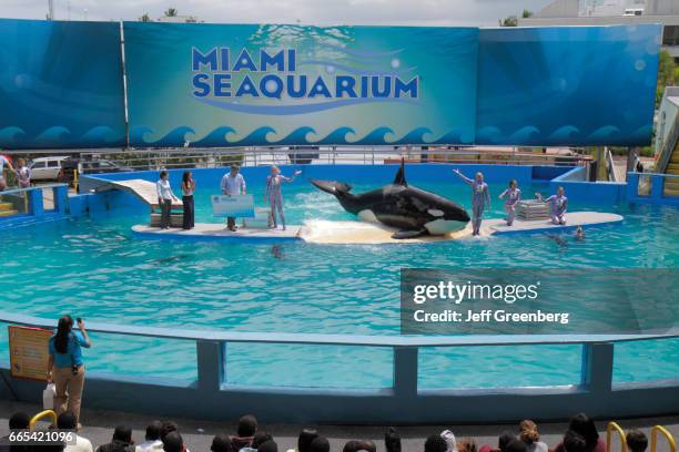 Lolita the killer whale performing its 40th anniversary performance at Miami Seaquarium.