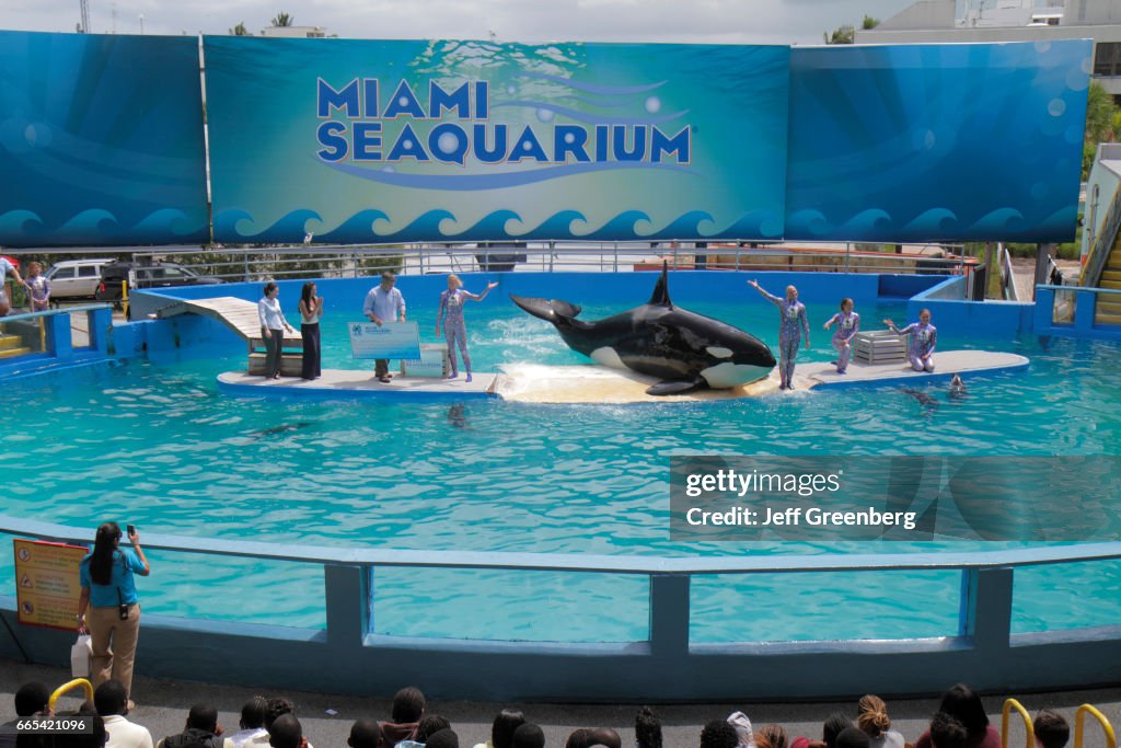 Lolita the killer whale performing its 40th anniversary performance at Miami Seaquarium.