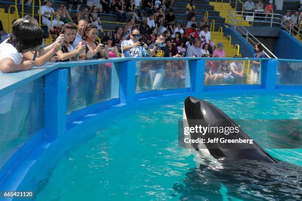 The audience at the Miami Seaquarium watching Lolita the killer whale at its 40th anniversary performance.