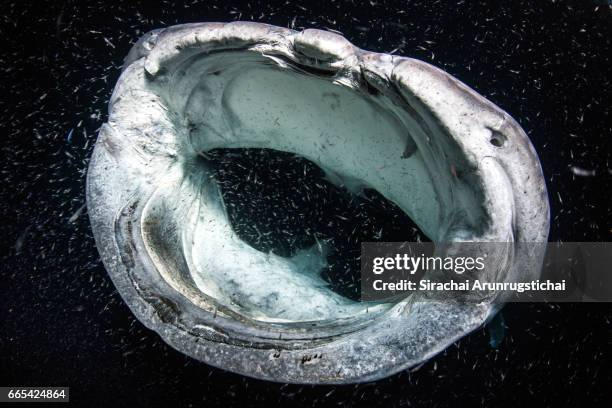 whale shark feeds on plankton during the night - gill stock pictures, royalty-free photos & images