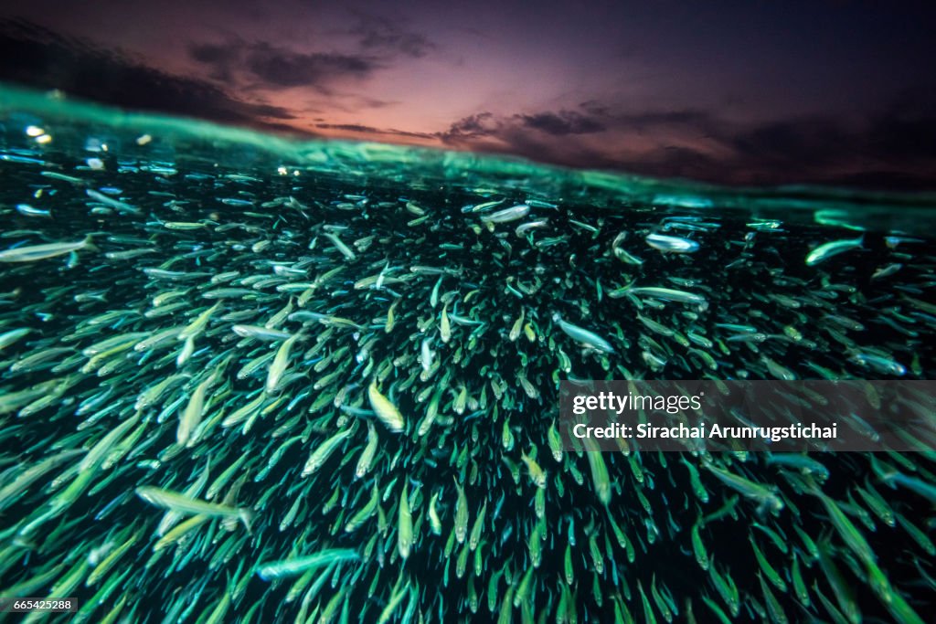 Shorthead anchovies swims underwater surface at morning twilight
