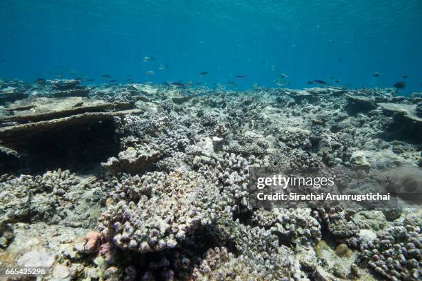 bleached, broken and dead coral reefs in shallow water - lixívia imagens e fotografias de stock