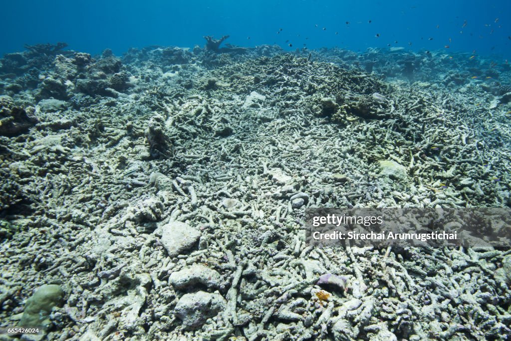 Dead coral reefs in shallow water caused by mass bleacing