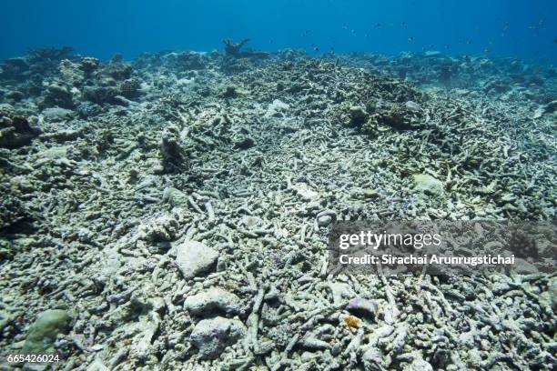 dead coral reefs in shallow water caused by mass bleacing - mort photos et images de collection