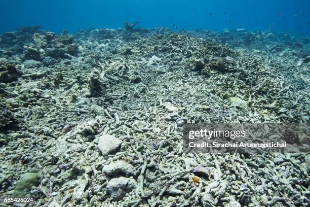 dead coral reefs in shallow water caused by mass bleacing - destruction stock pictures, royalty-free photos & images