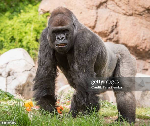 Lowland gorilla is treated to a vegetarian feast provided by top L.A. Chefs at Los Angeles Zoo on April 6, 2017 in Los Angeles, California.