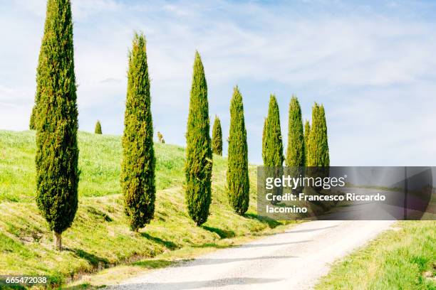 tuscany, cypress trees, springtime at sunset - italian cypress - fotografias e filmes do acervo