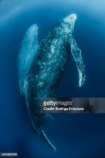 humpback whales (megaptera novaeangliae) ascend from deep dive - ソコロ島 ストックフォトと画像