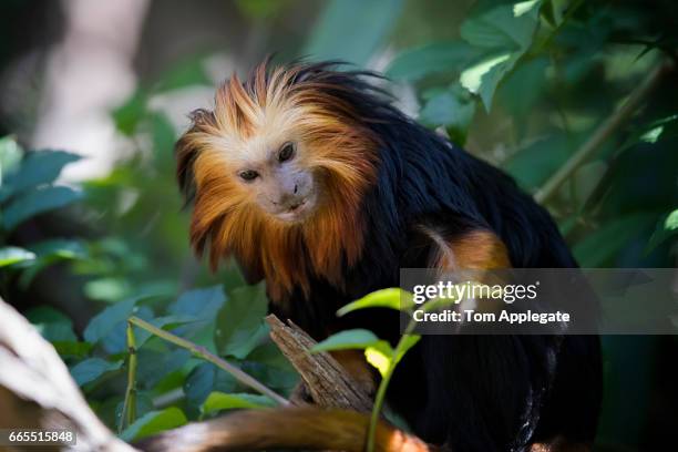 golden-headed lion tamarin - tamarin monkey stock pictures, royalty-free photos & images