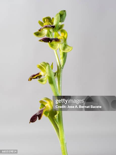 mirror orchid (ophrys speculum), valencia, spain - día 1 - fotografias e filmes do acervo