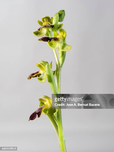 mirror orchid (ophrys speculum), valencia, spain - foco no segundo plano 個照片及圖片檔